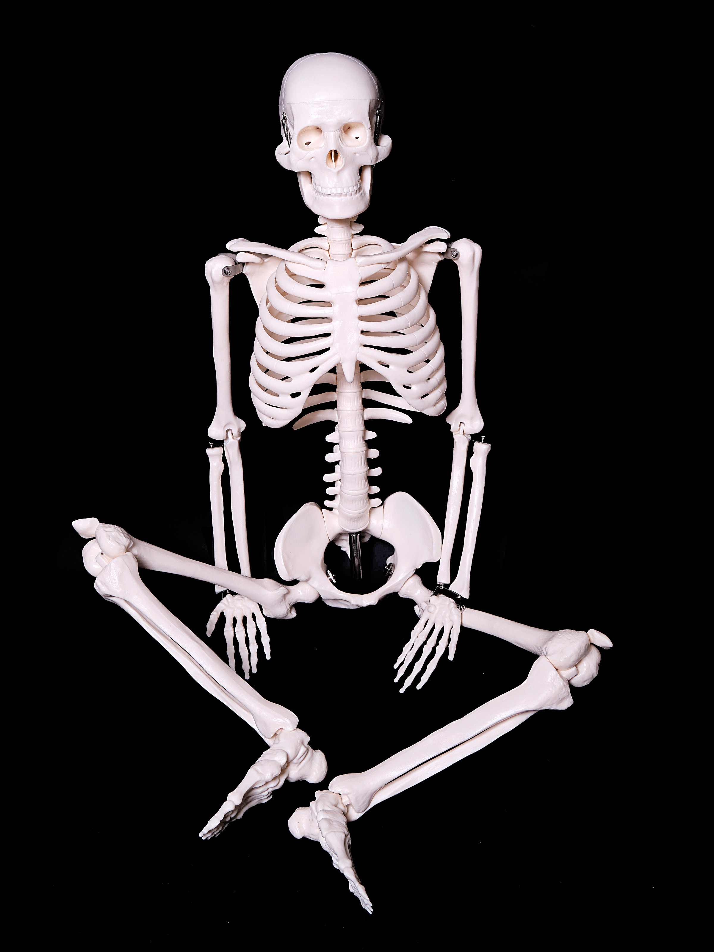 Модель скелета человека 85 см